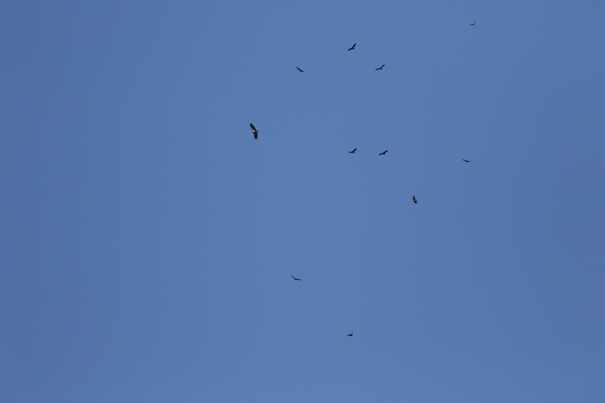 California Condor - ML179232301