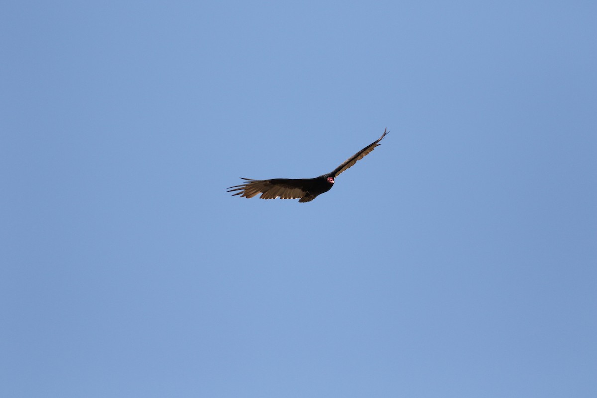 Turkey Vulture - ML179232731