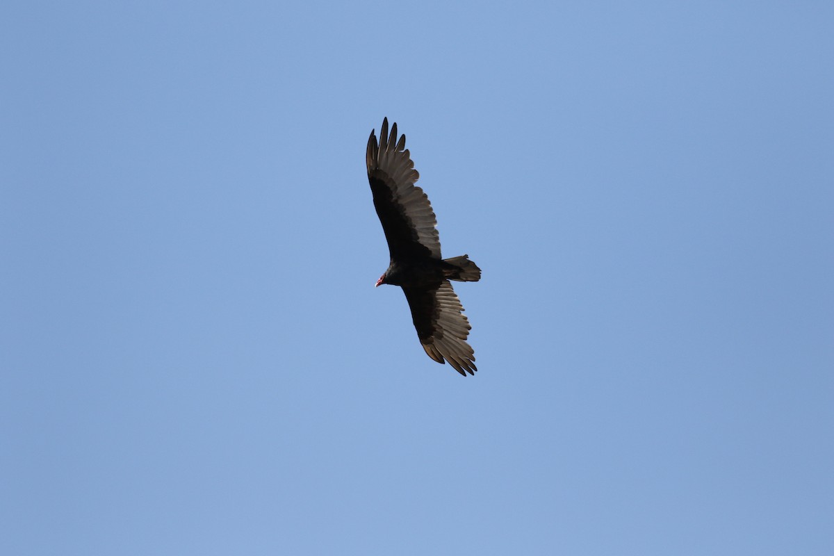 Turkey Vulture - ML179232771