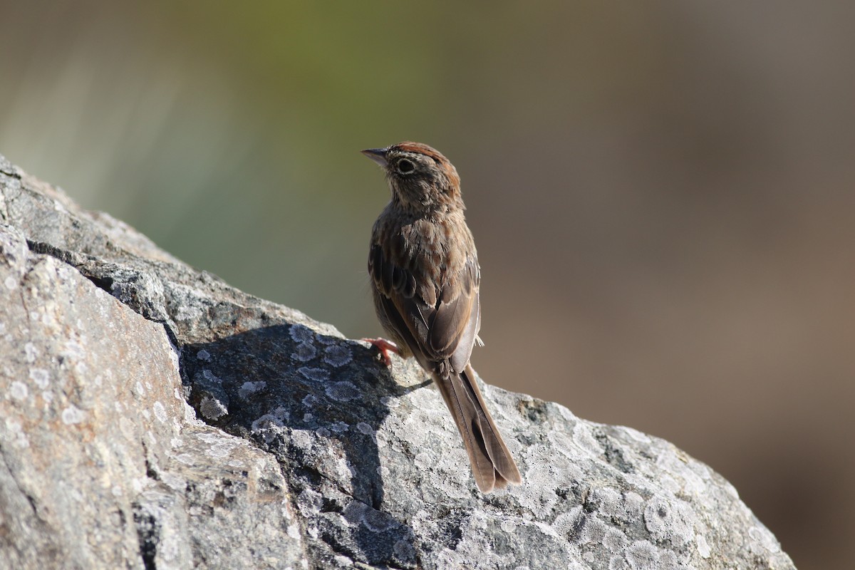 Rufous-crowned Sparrow - ML179232831