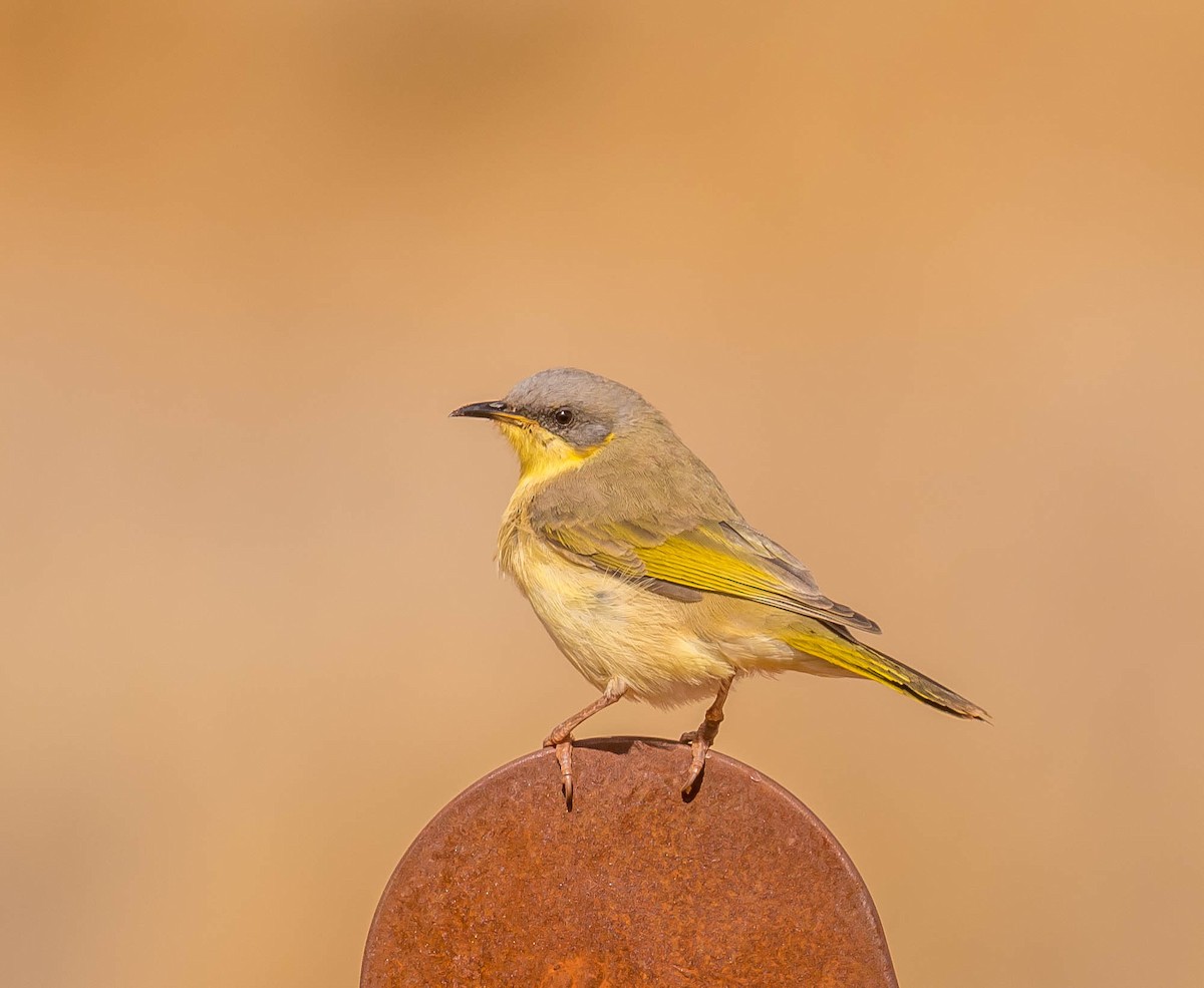 Gray-headed Honeyeater - Louise Summerhayes