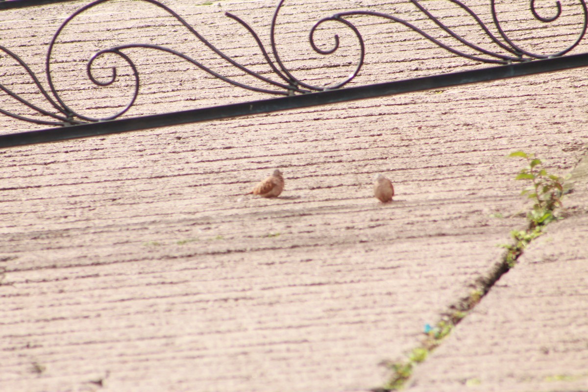 Ruddy Ground Dove - ML179234701