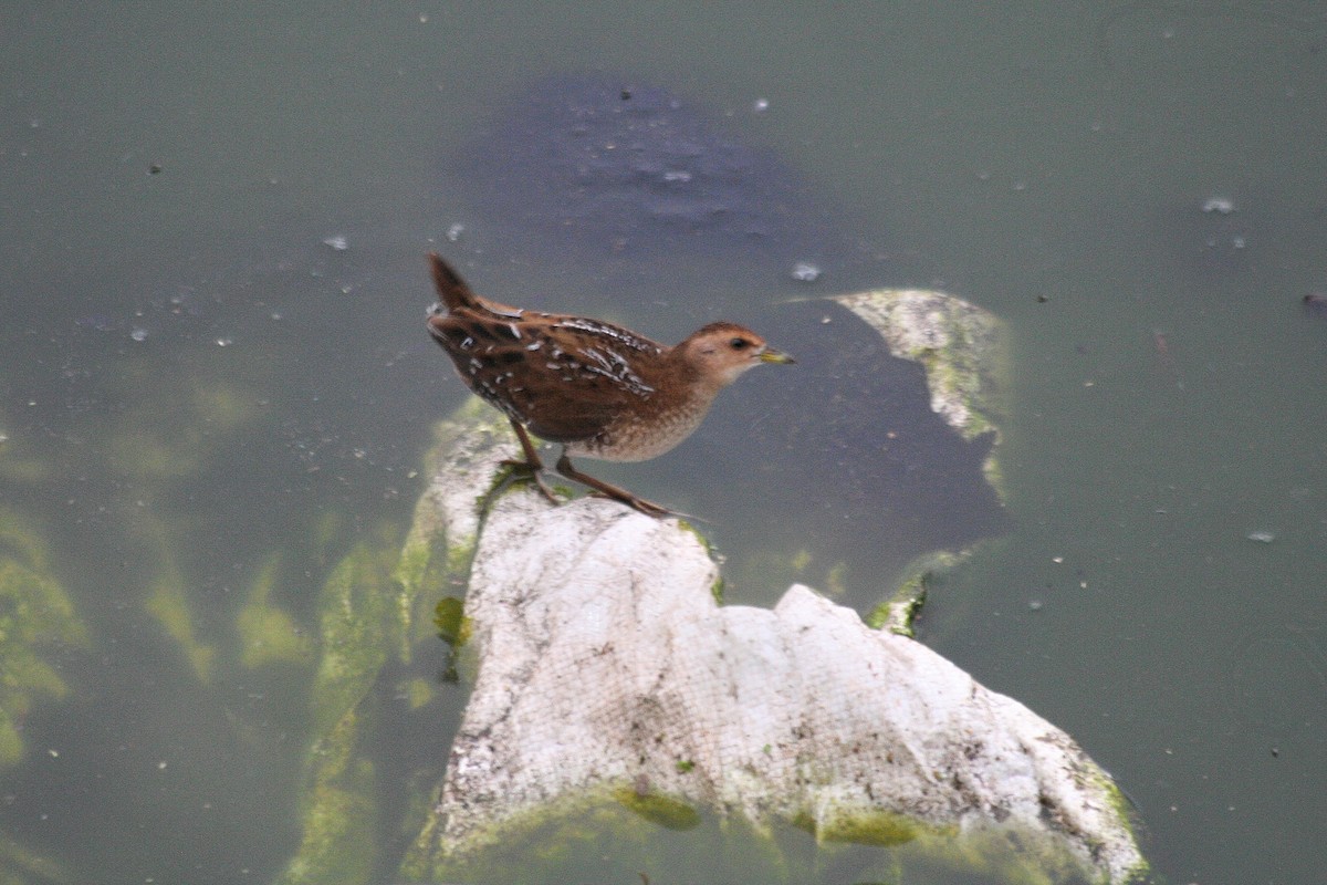 Baillon's Crake - ML179235071