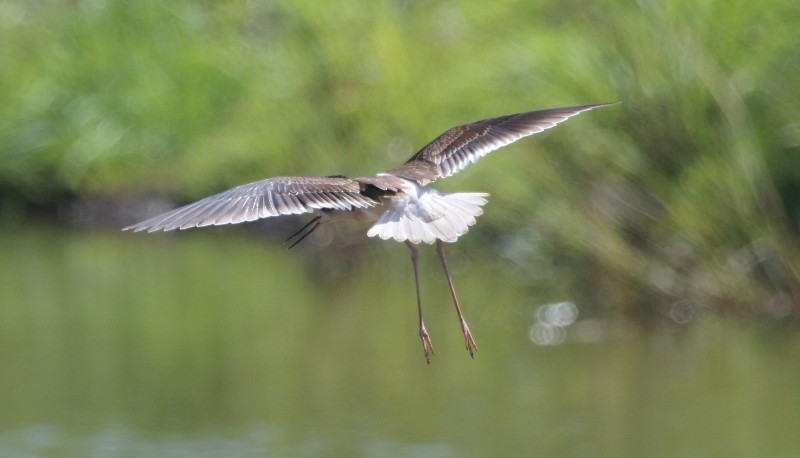 Black-winged Stilt - ML179235891