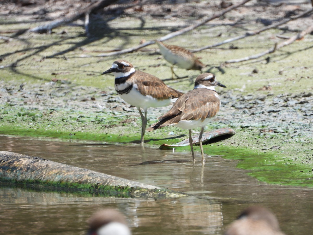 Killdeer - ML179236851