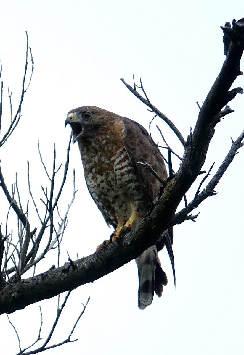 Broad-winged Hawk - Thomas Jackman