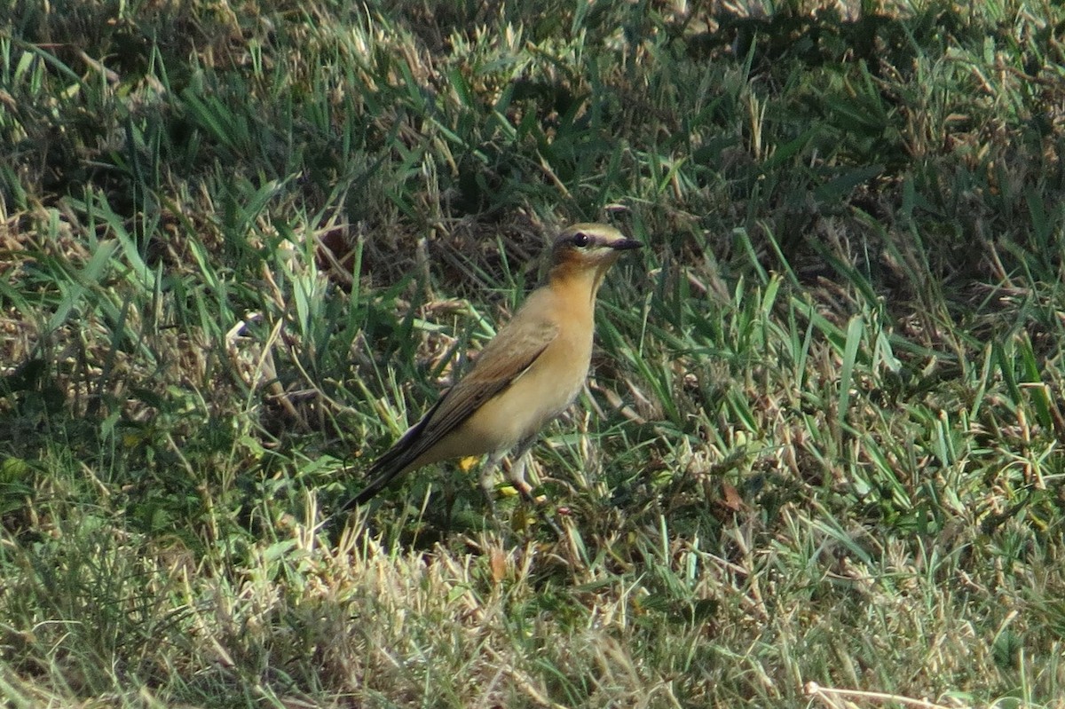 Northern Wheatear - Shelli Ellerbe