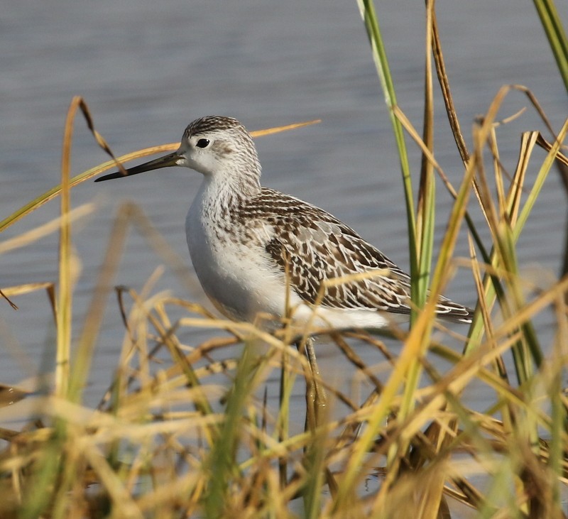 Marsh Sandpiper - Franklin Haas