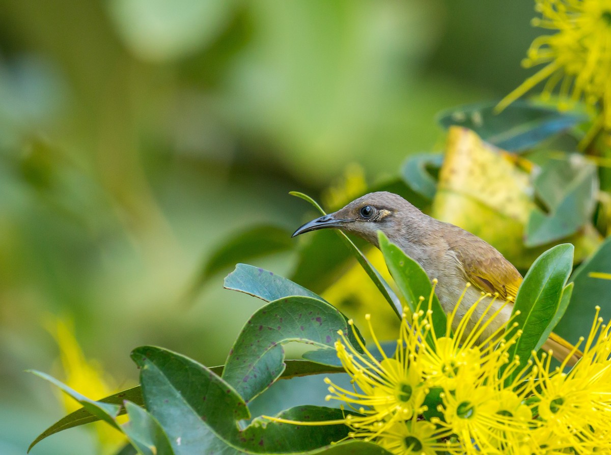 Brown Honeyeater - Louise Summerhayes