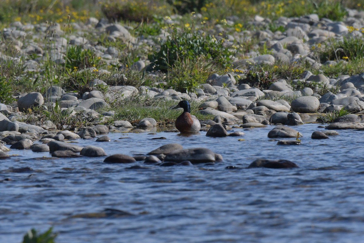 Canard colvert - ML179242001