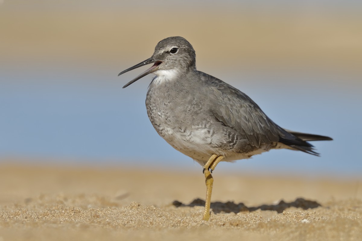 Wandering Tattler - Sharif Uddin