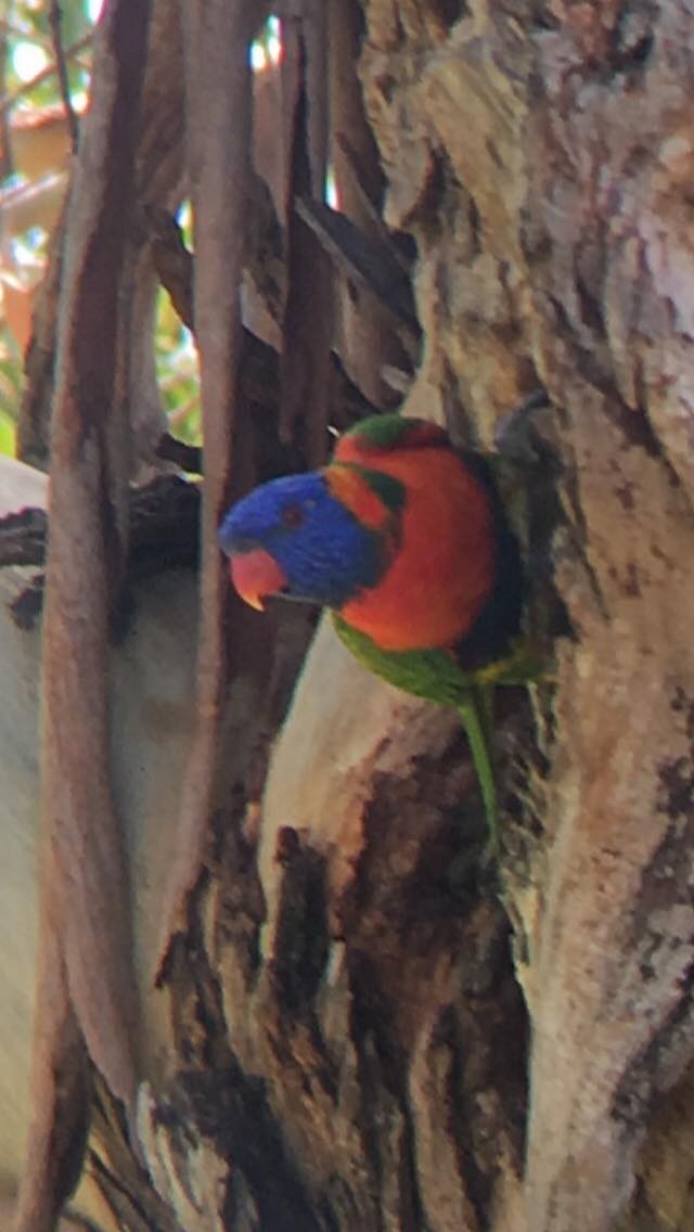 Red-collared Lorikeet - ML179242541