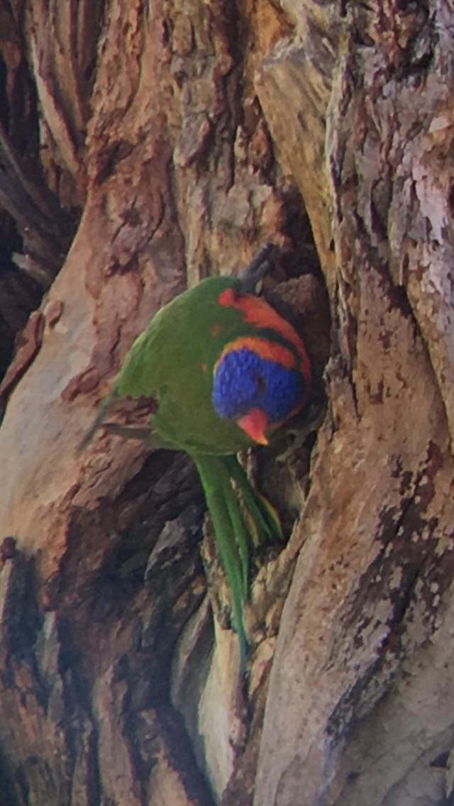 Red-collared Lorikeet - ML179242551