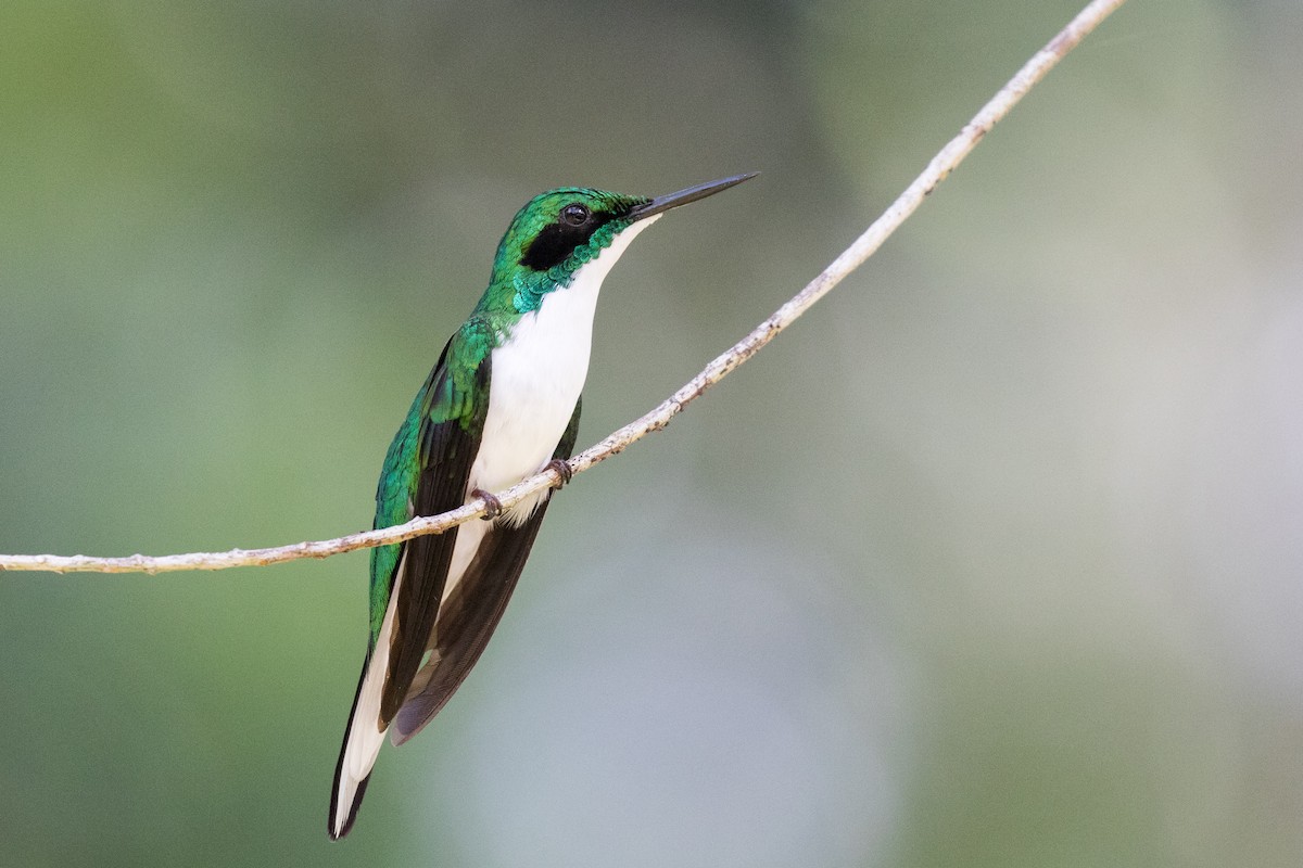 grønnkronealv - ML179243431