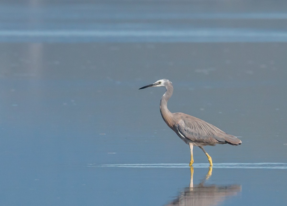 White-faced Heron - Louise Summerhayes