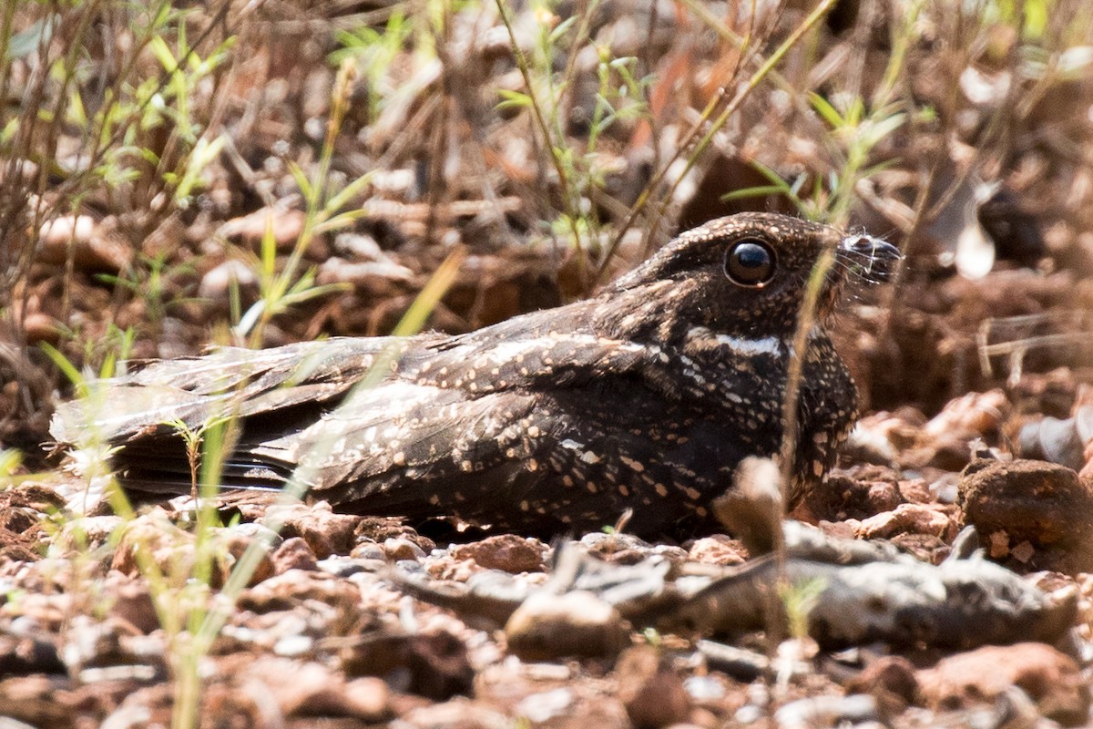 Blackish Nightjar - ML179245321