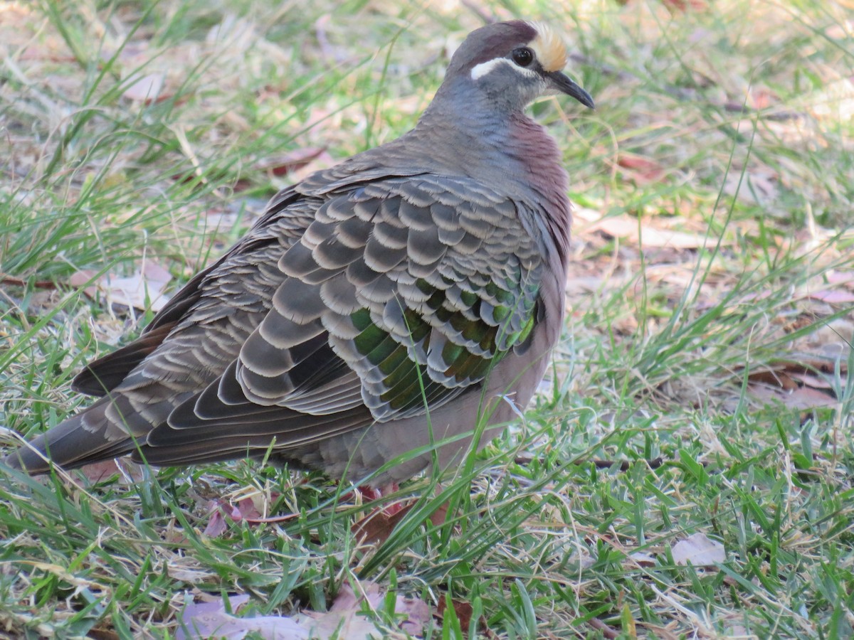 Common Bronzewing - ML179246011