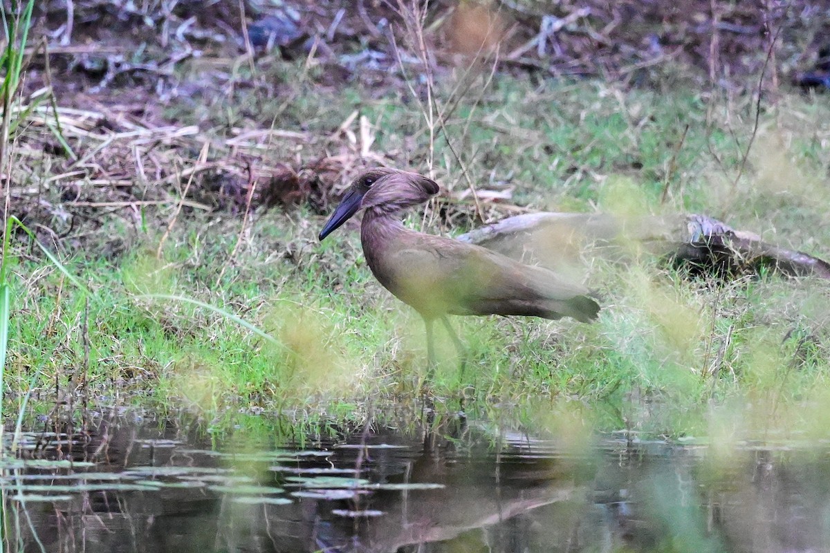 Hamerkop - ML179246481