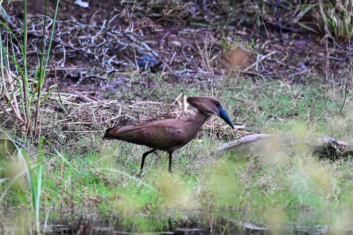 Hamerkop - Michael Hyman