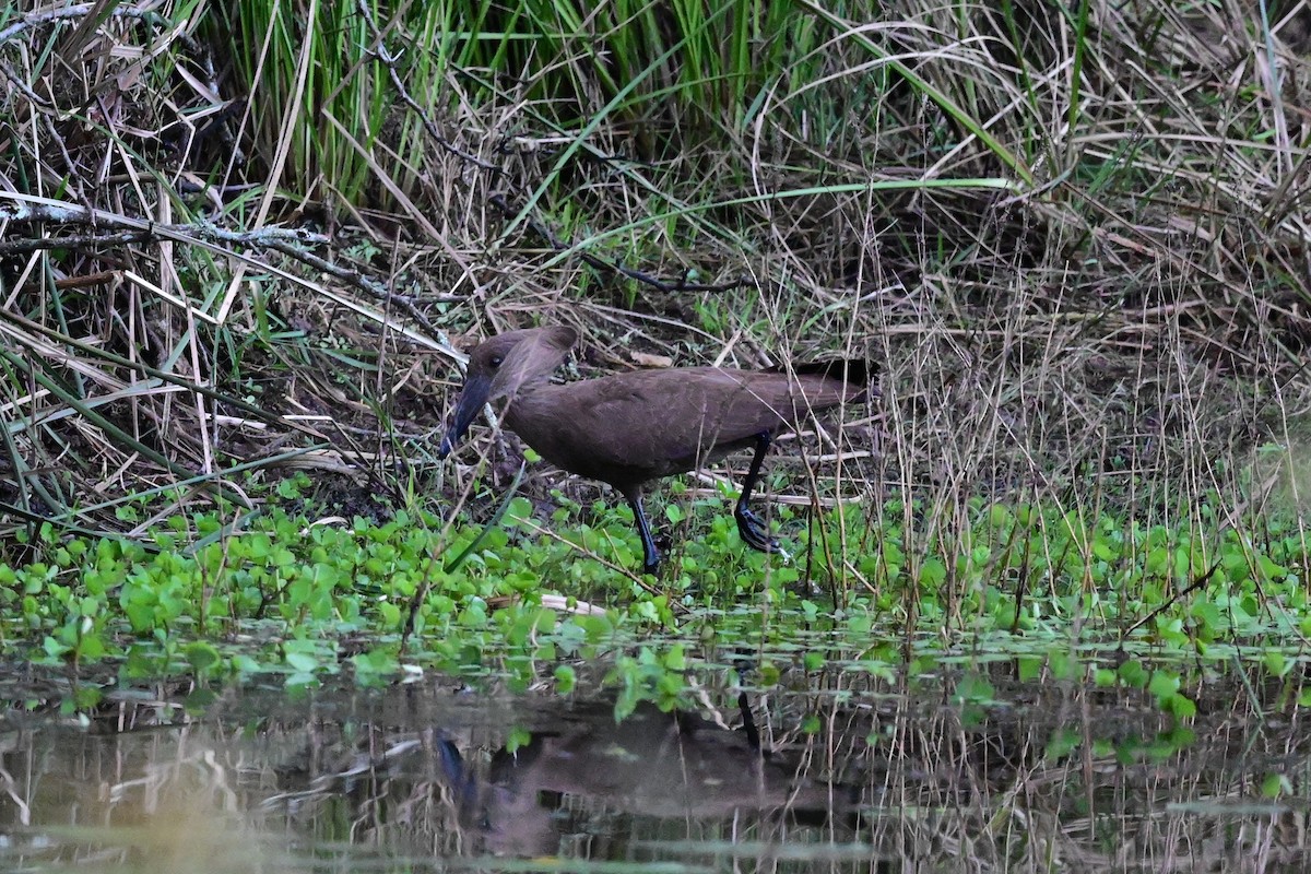 Hamerkop - Michael Hyman