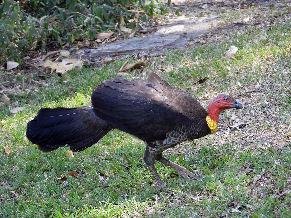 Australian Brushturkey - ML179246641