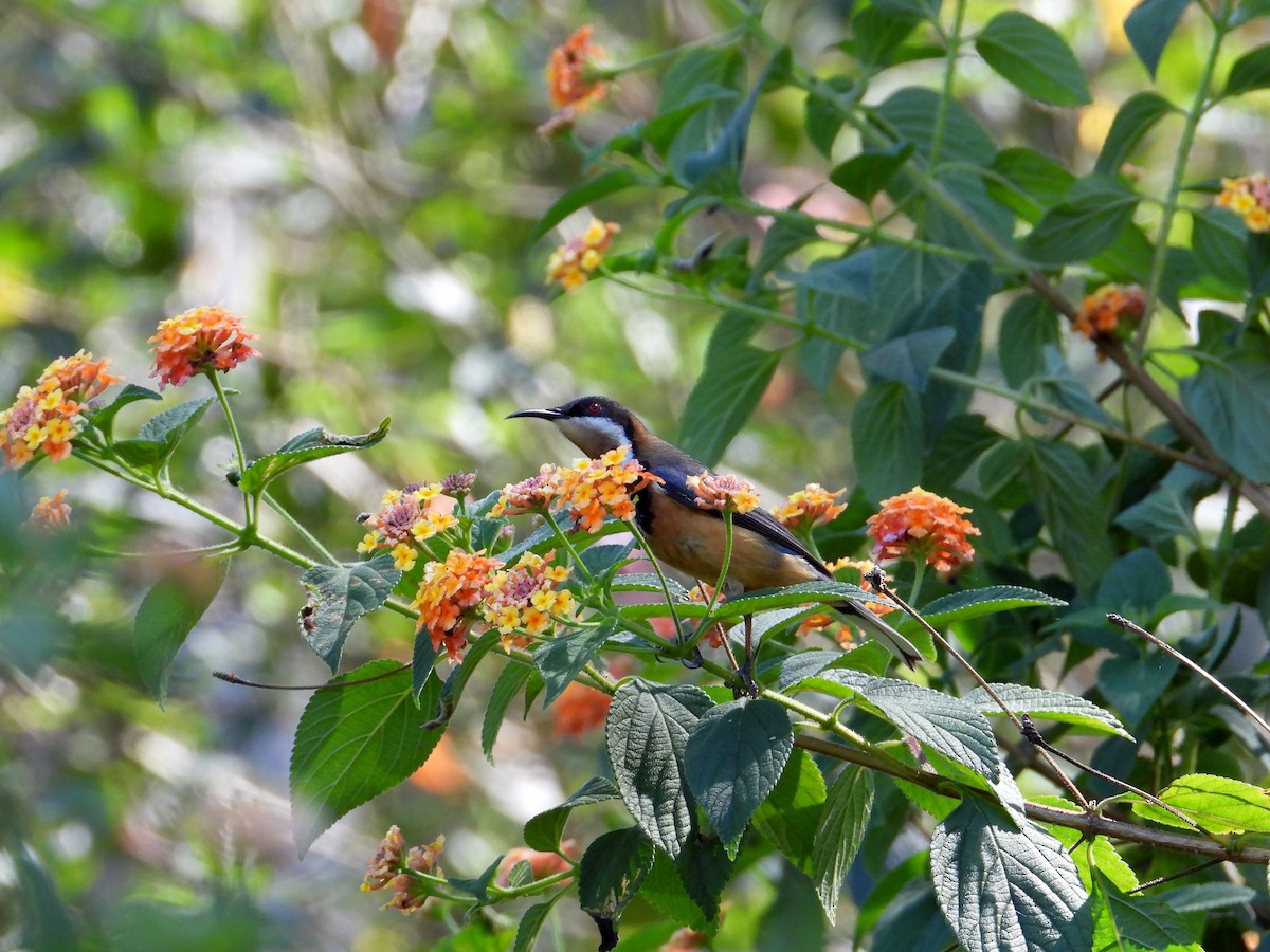 Eastern Spinebill - ML179246651