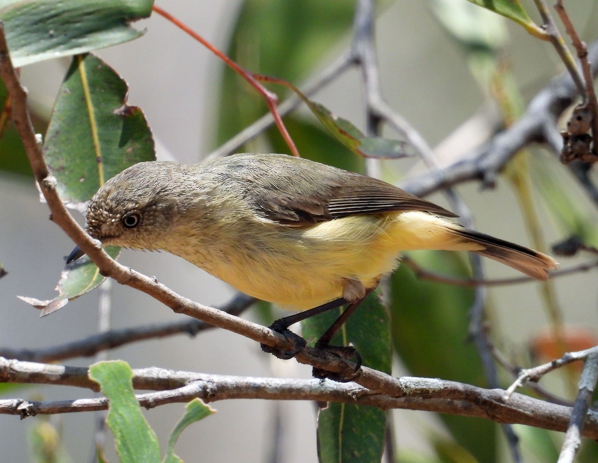 Buff-rumped Thornbill - ML179246681