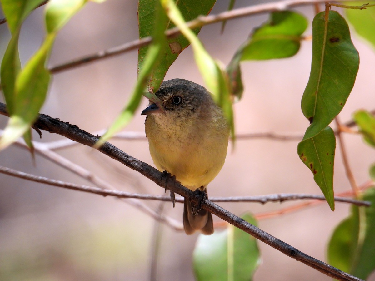 Buff-rumped Thornbill - Chris Burwell