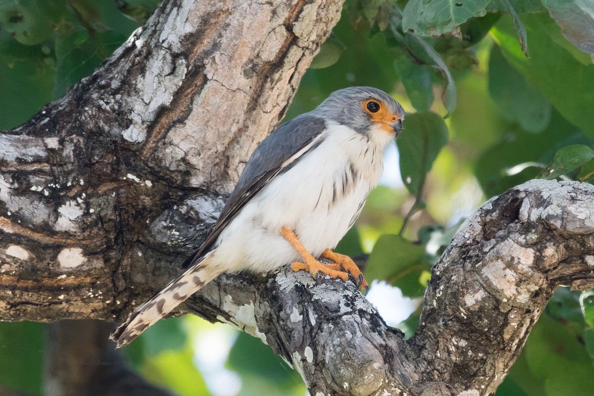 White-rumped Falcon - ML179247471