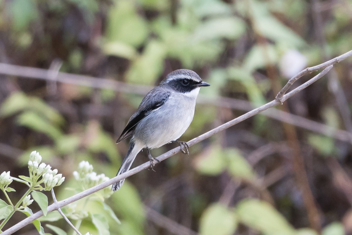 Gray Bushchat - Jerold Tan