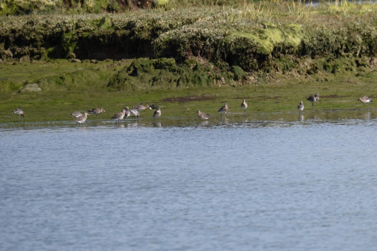 Black-tailed Godwit - ML179247641