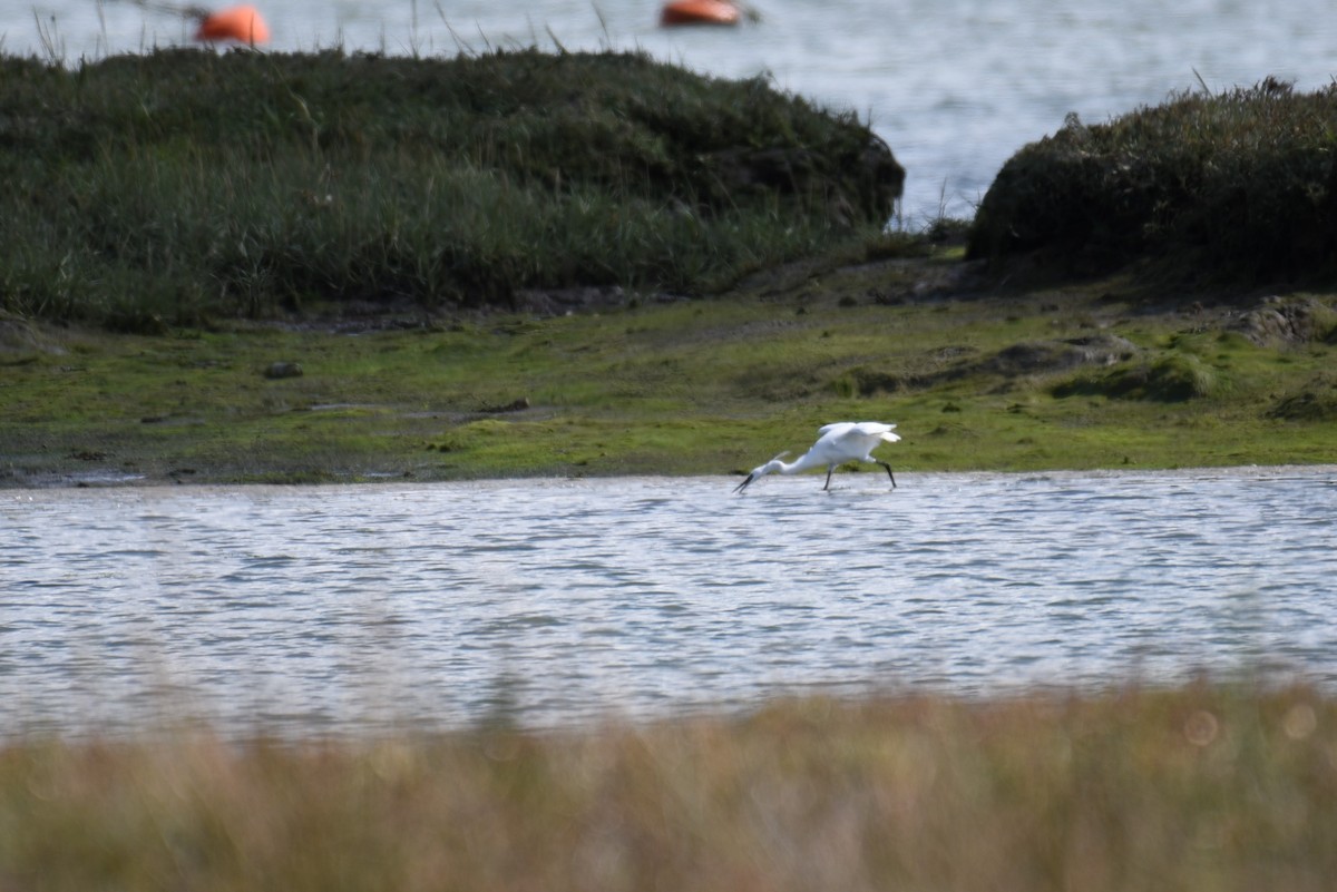 Little Egret (Western) - ML179247701