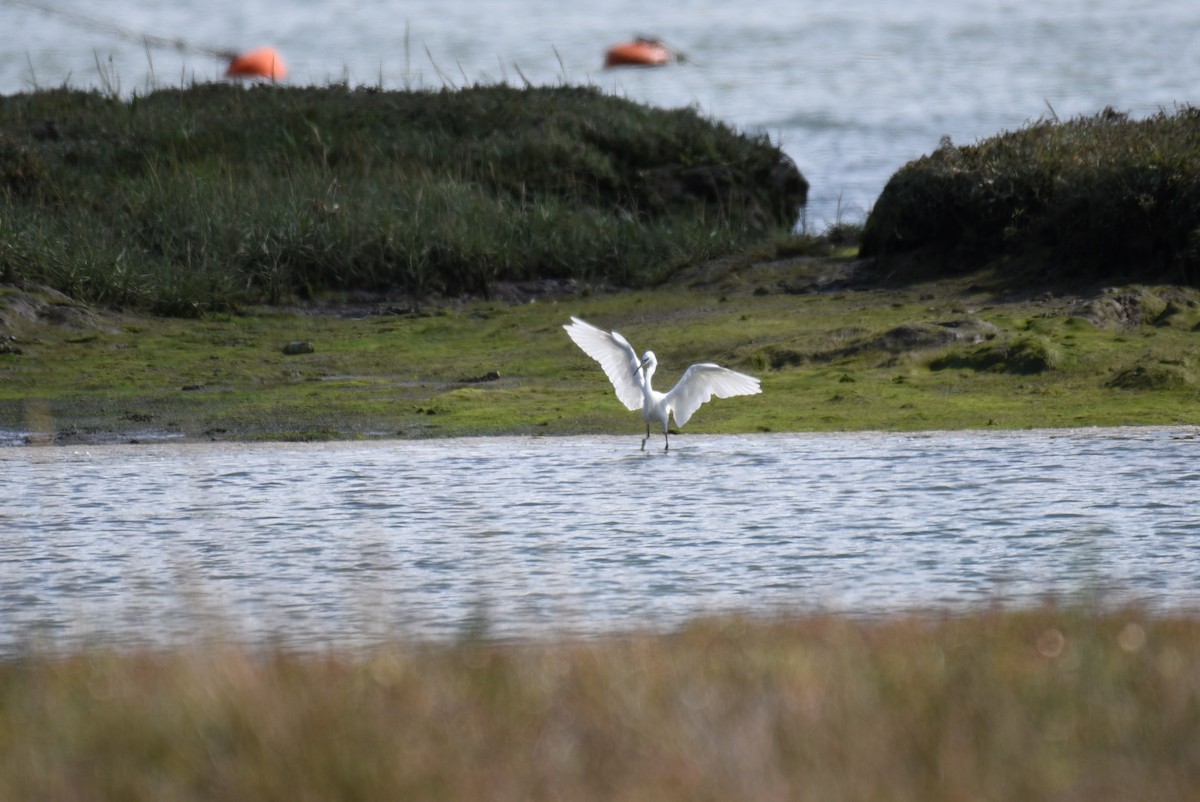 Little Egret (Western) - ML179247711