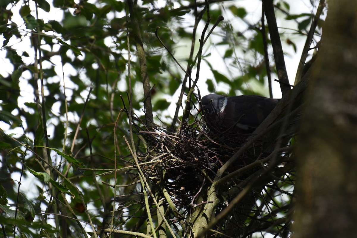 Common Wood-Pigeon (White-necked) - ML179248051