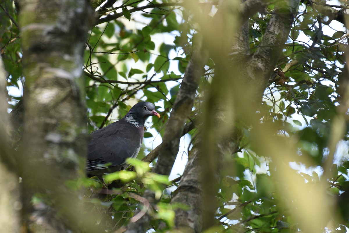 Common Wood-Pigeon (White-necked) - Hannes Leonard