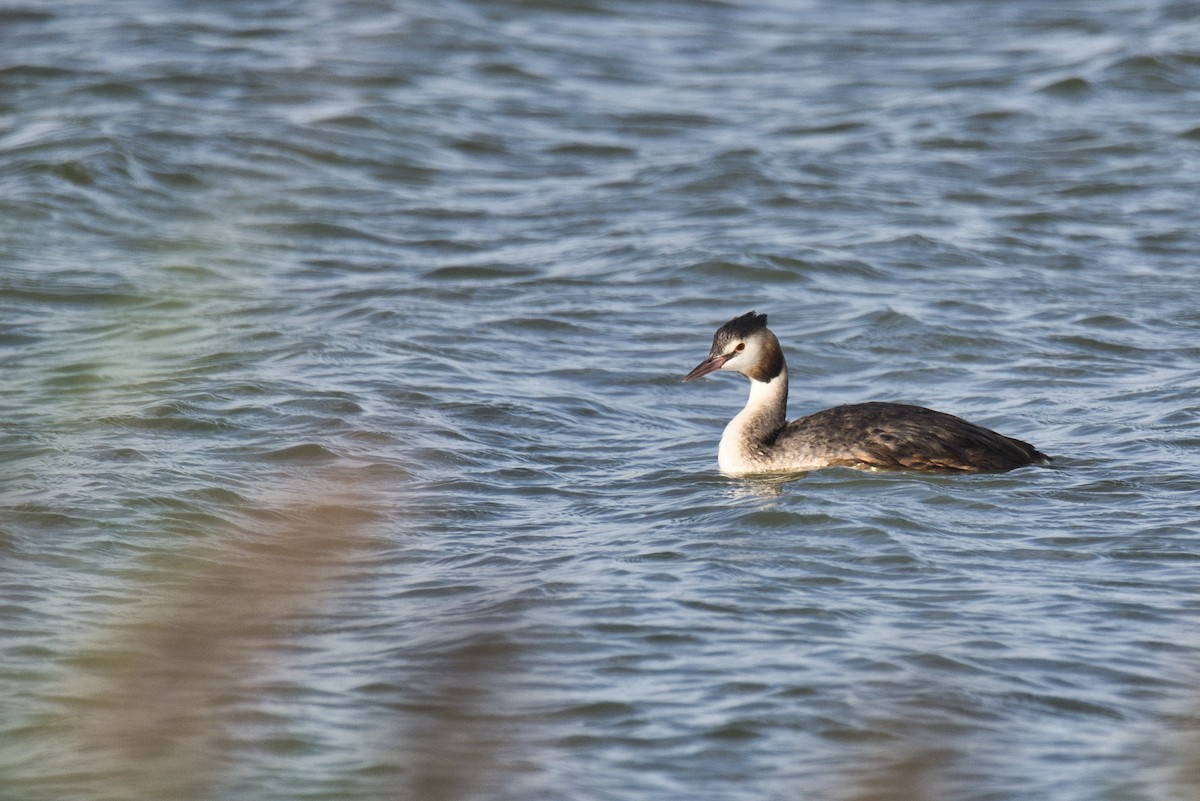 Great Crested Grebe - ML179248771