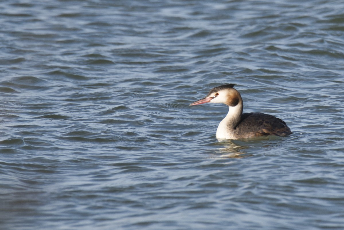 Great Crested Grebe - ML179249551
