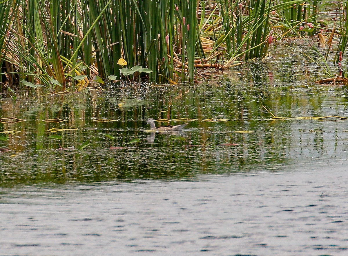 Cotton Pygmy-Goose - ML179249881