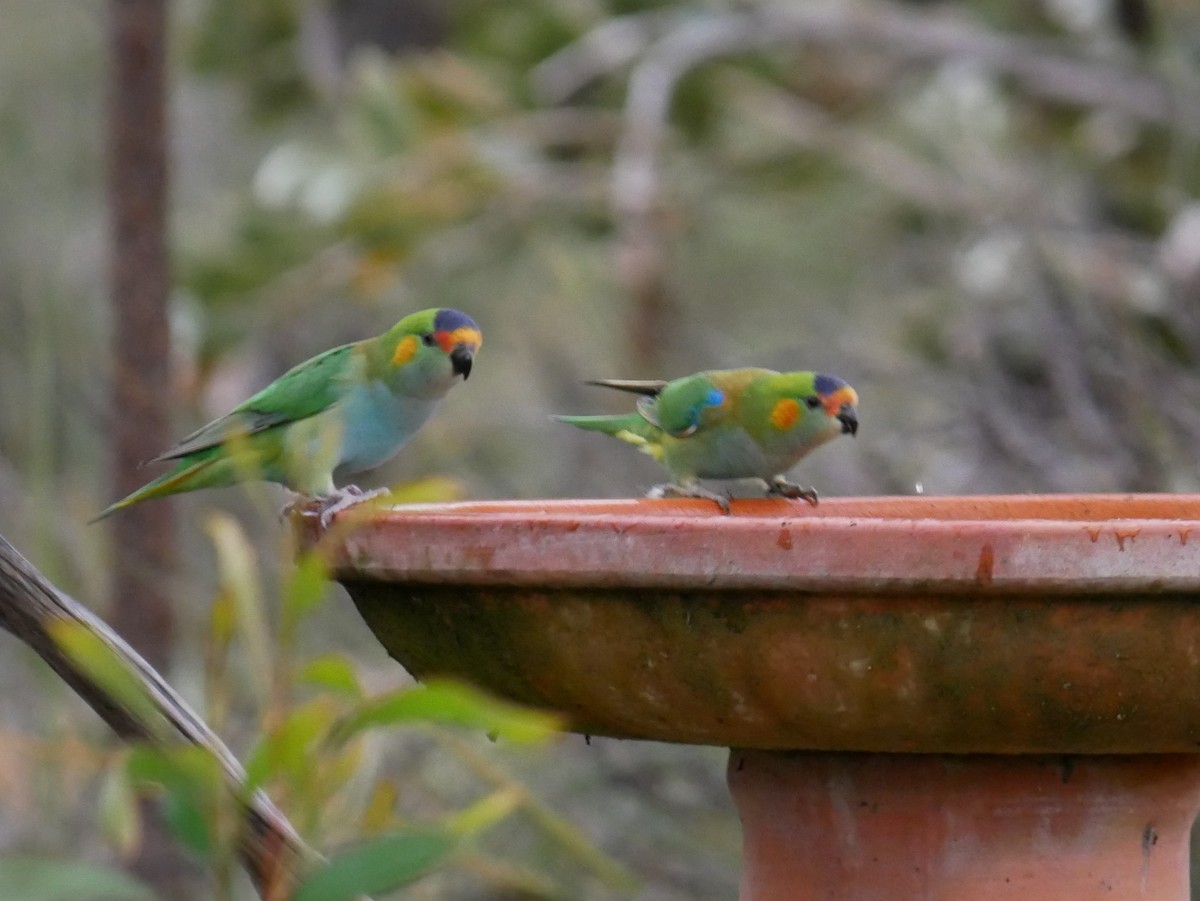 Purple-crowned Lorikeet - Shelley Altman