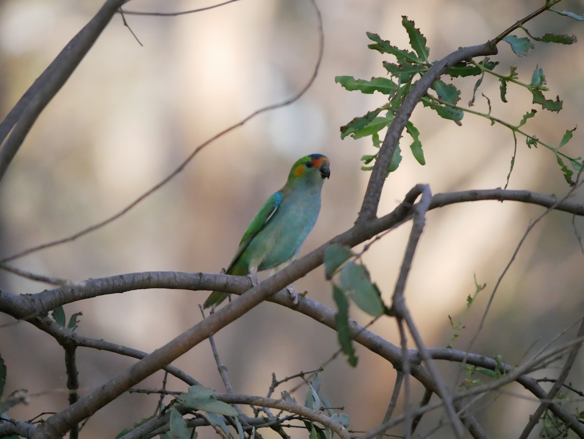 Purple-crowned Lorikeet - Shelley Altman