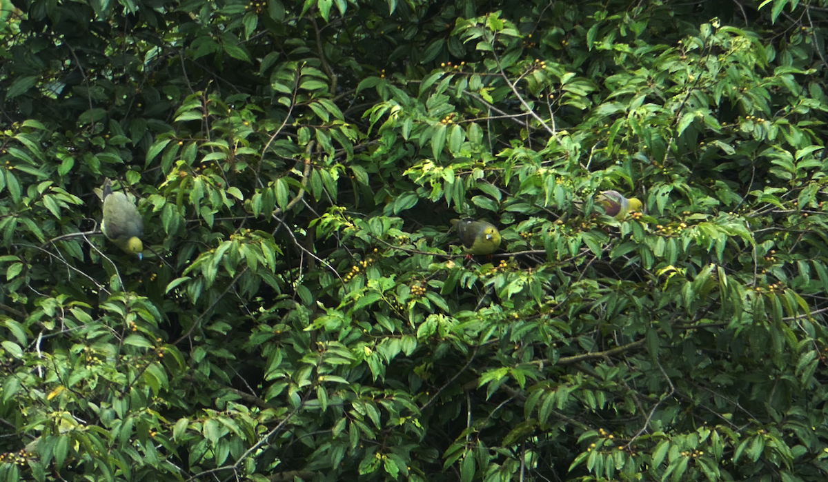 Wedge-tailed Green-Pigeon - ML179251371