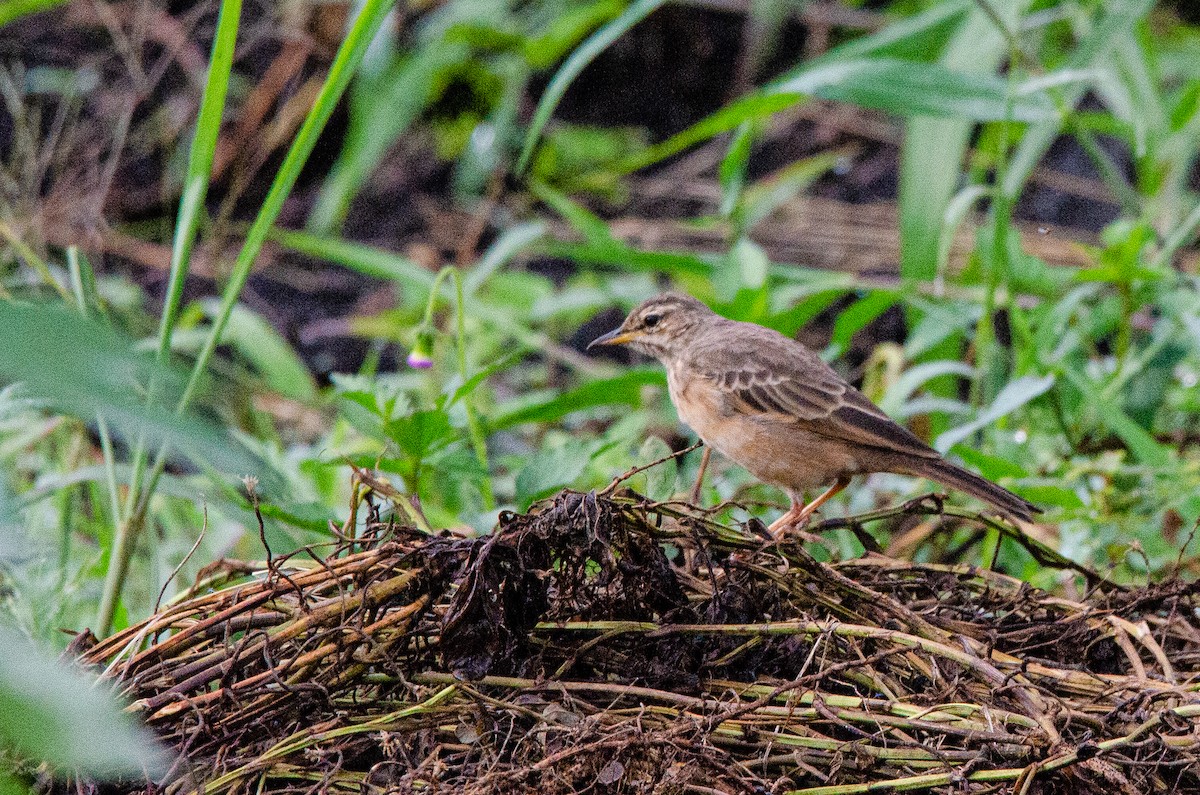 Plain-backed Pipit - ML179253121