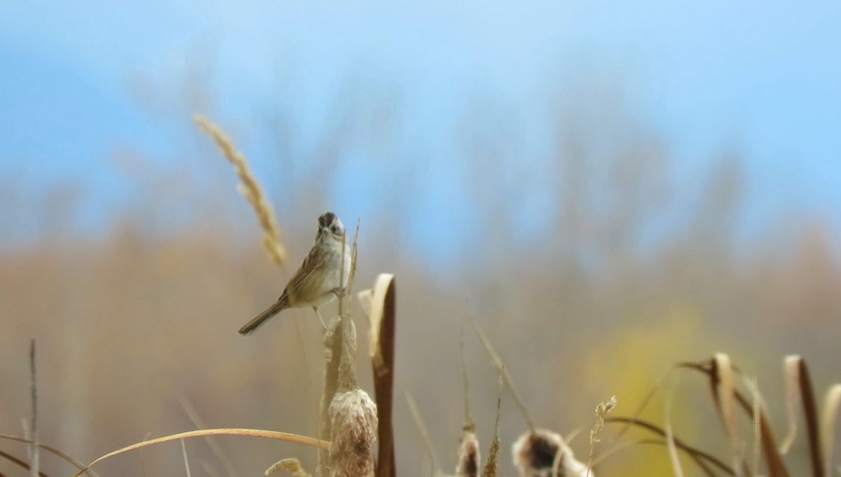 Swamp Sparrow - ML179253311