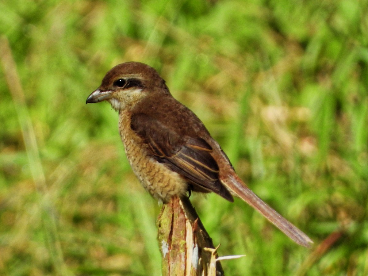 Brown Shrike - Ravi Iyengar