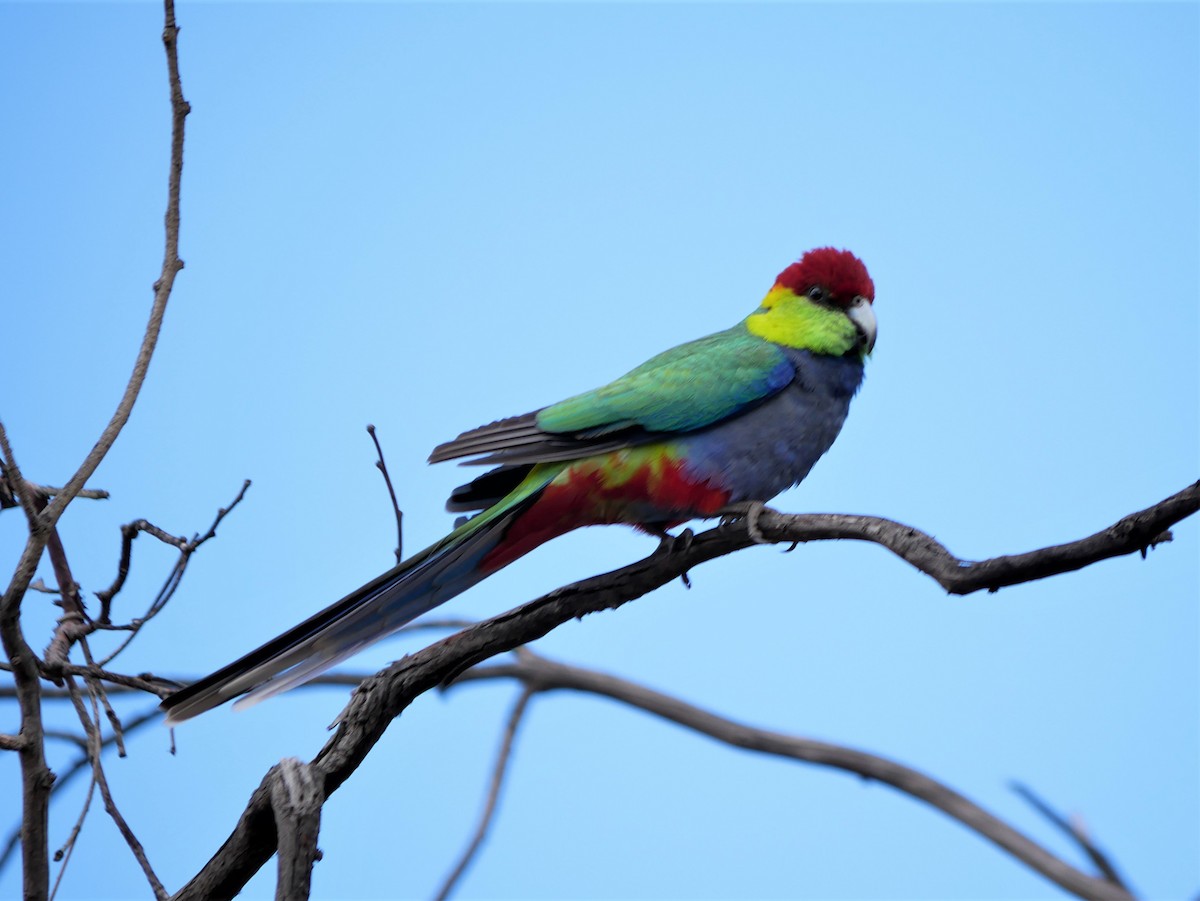Red-capped Parrot - Shelley Altman