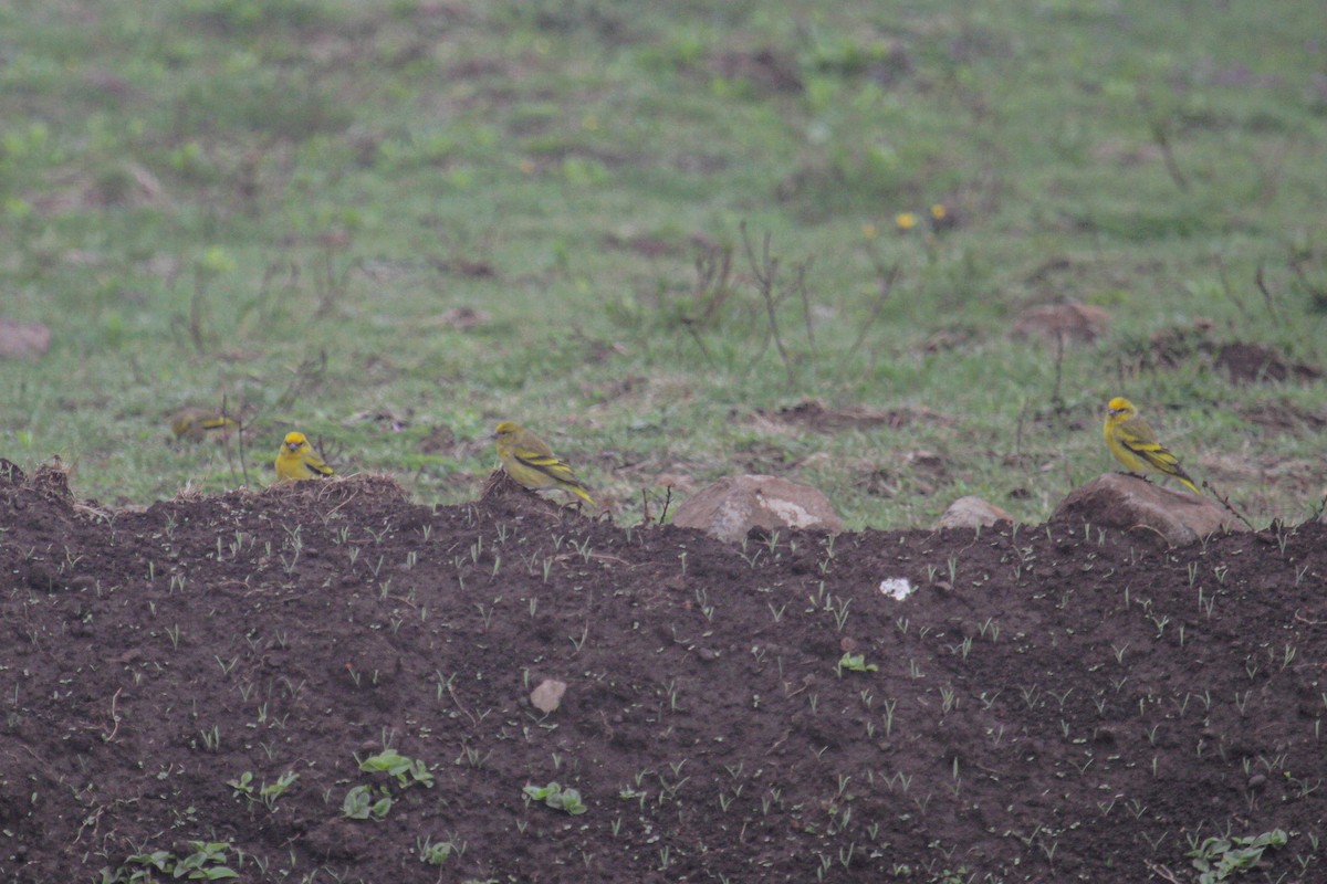 Yellow-crowned Canary - Tommy Pedersen