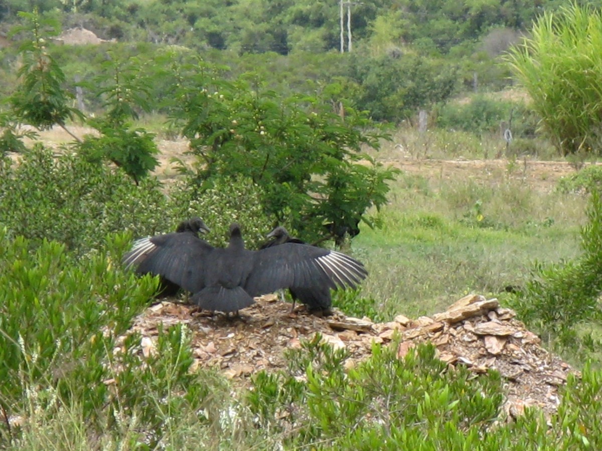 Black Vulture - James R