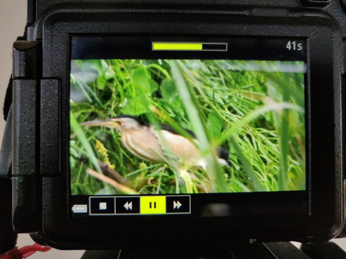 Little Bittern - Mukund Thakkar