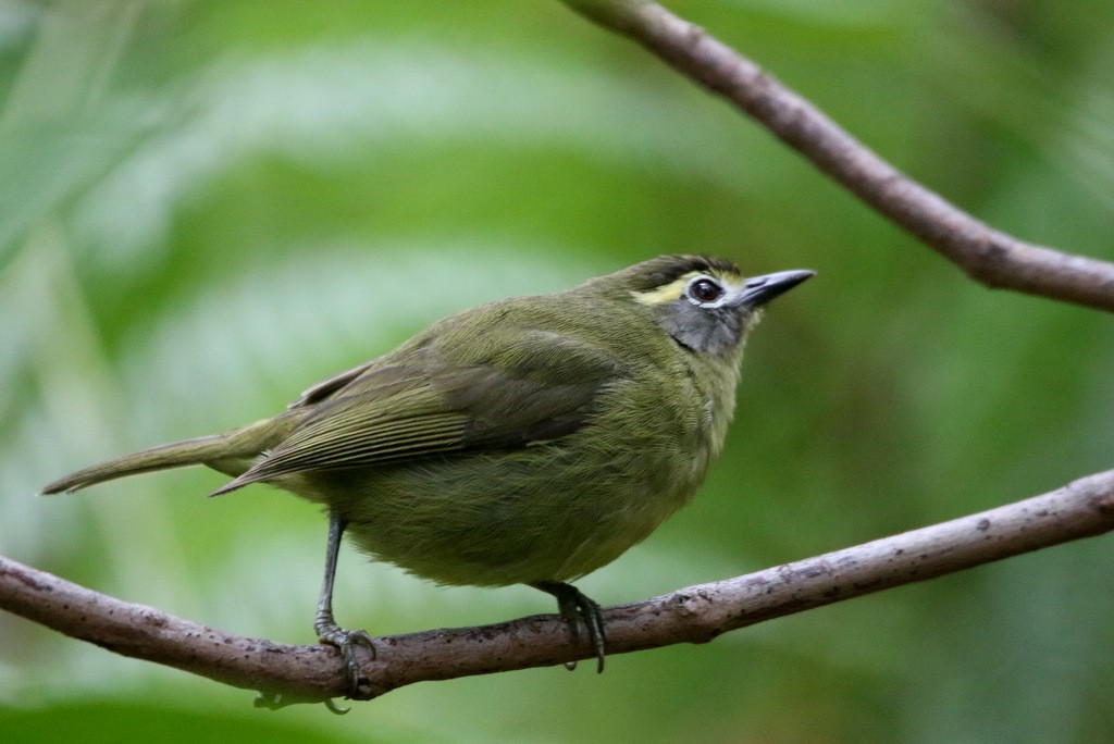 White-browed White-eye - ML179258581