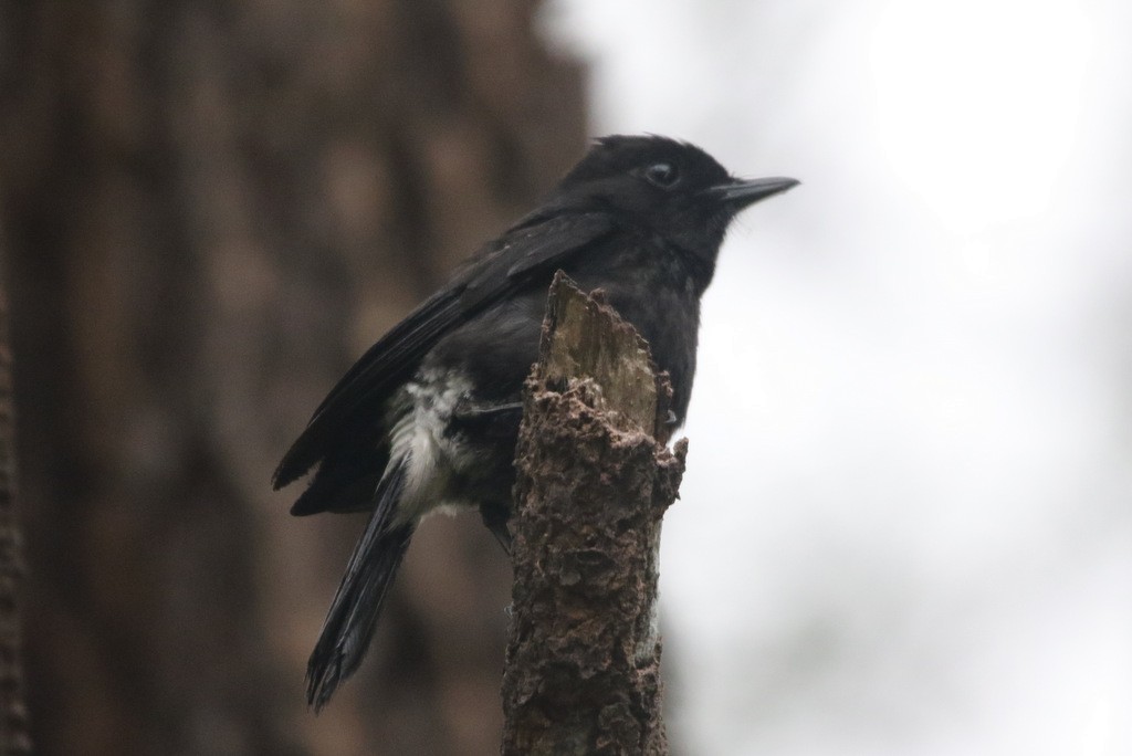 Pied Bushchat - ML179258681